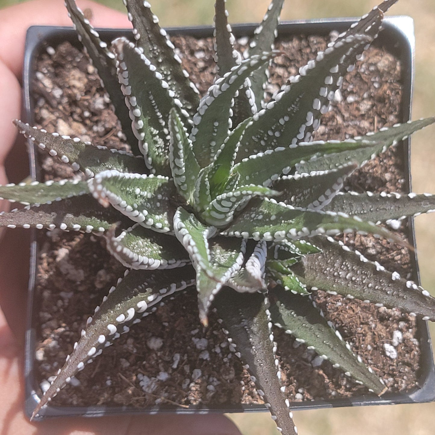 DesertScapeSucculent Succulent Single 4A Haworthia Attenuata 'Big Band'