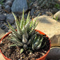 DesertScapeSucculent Succulent 6 Inch Haworthia Attenuata 'Big Band'