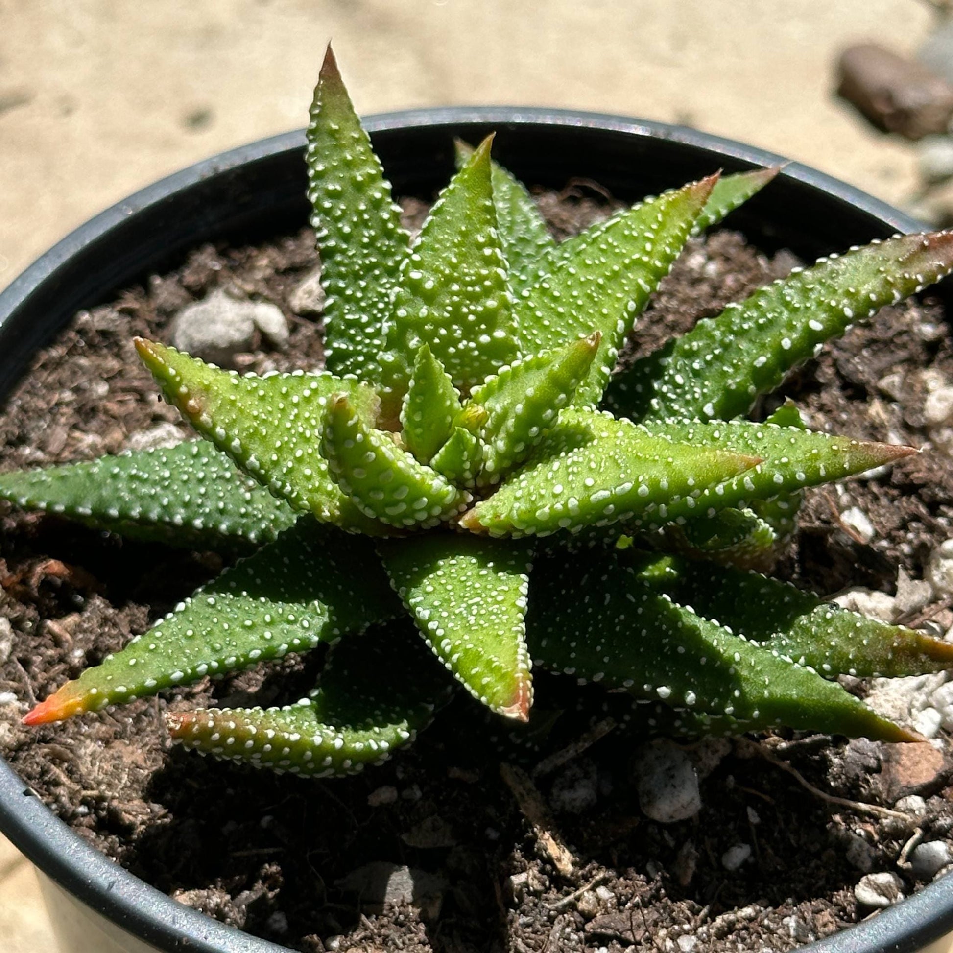 Haworthia attenuata 'Enon' - 4 Inch Assorted - Succulent - DesertScapeSucculent