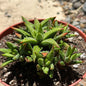 Haworthia attenuata 'Enon' - 6 Inch Assorted - Succulent - DesertScapeSucculent