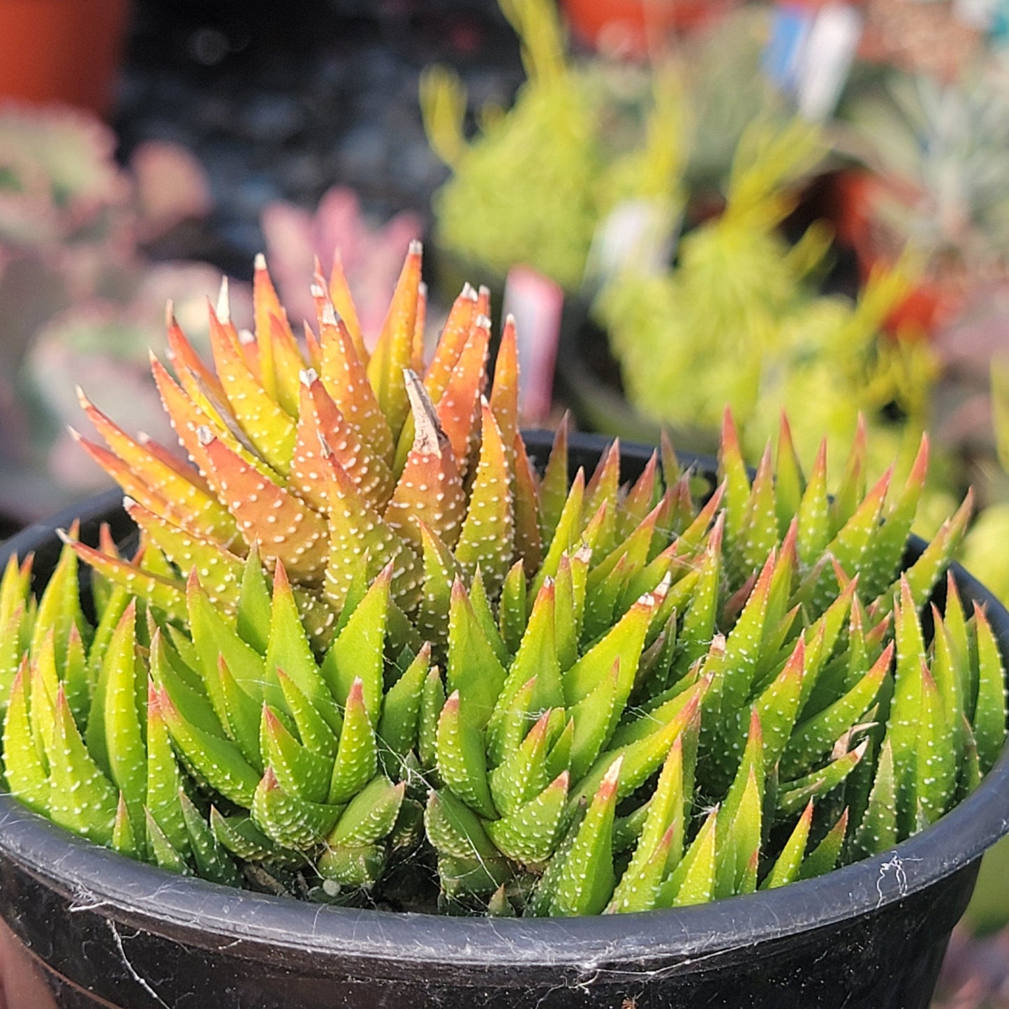 Haworthia attenuata 'Tanba'