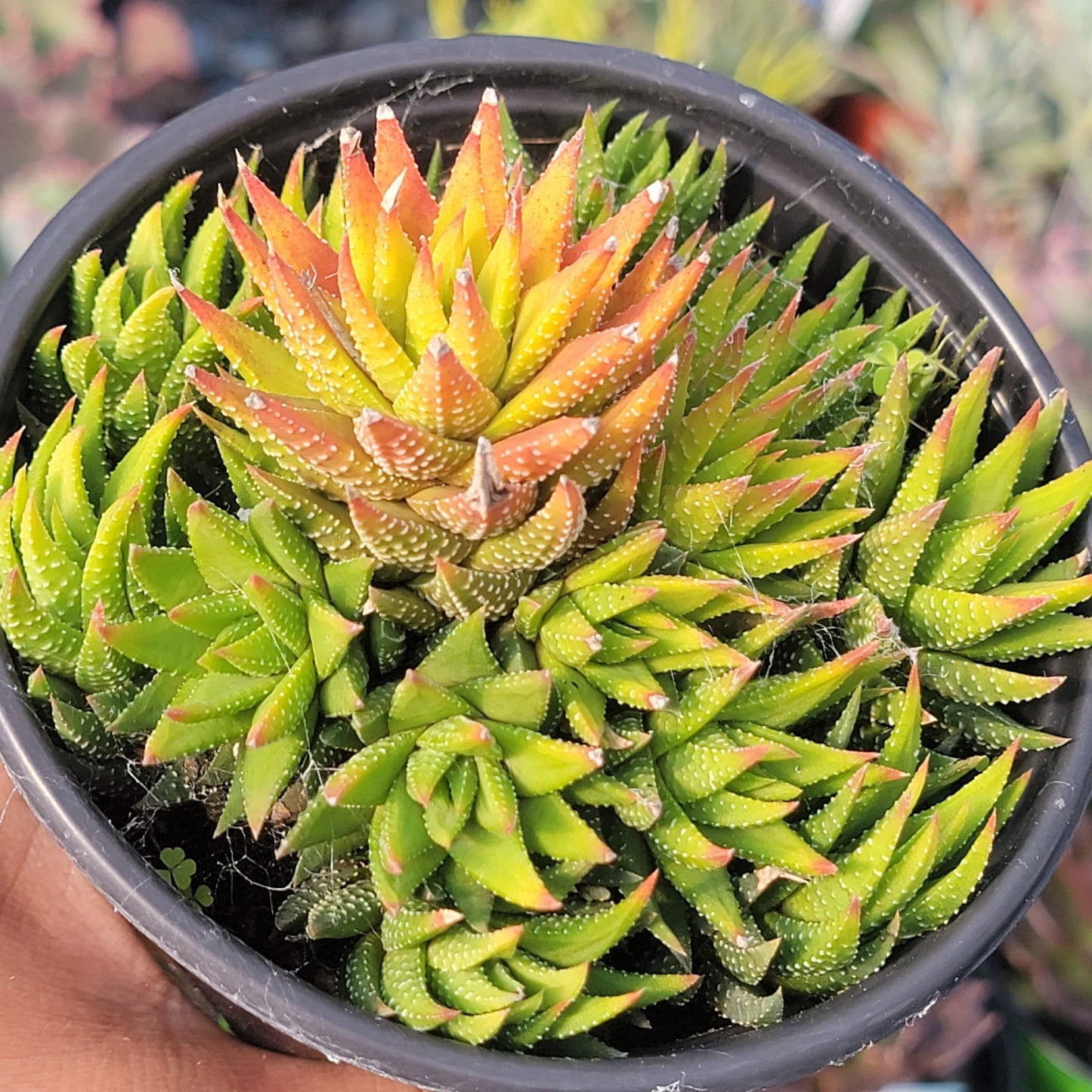 Haworthia attenuata 'Tanba'