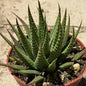 Haworthia attenuata var. glabrata - 4 Inch Assorted - Succulent - DesertScapeSucculent