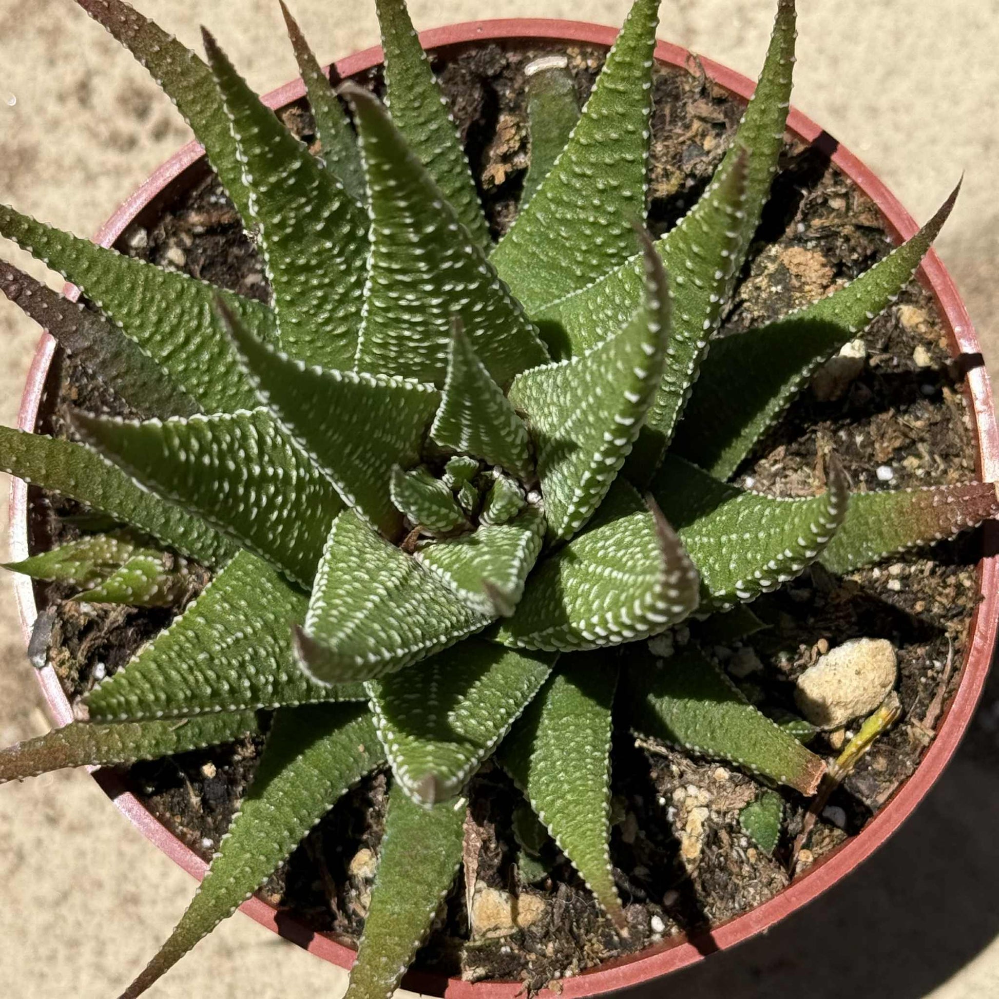 attenuata succulent Haworthia attenuata var. glabrata – DesertScapeSucculent