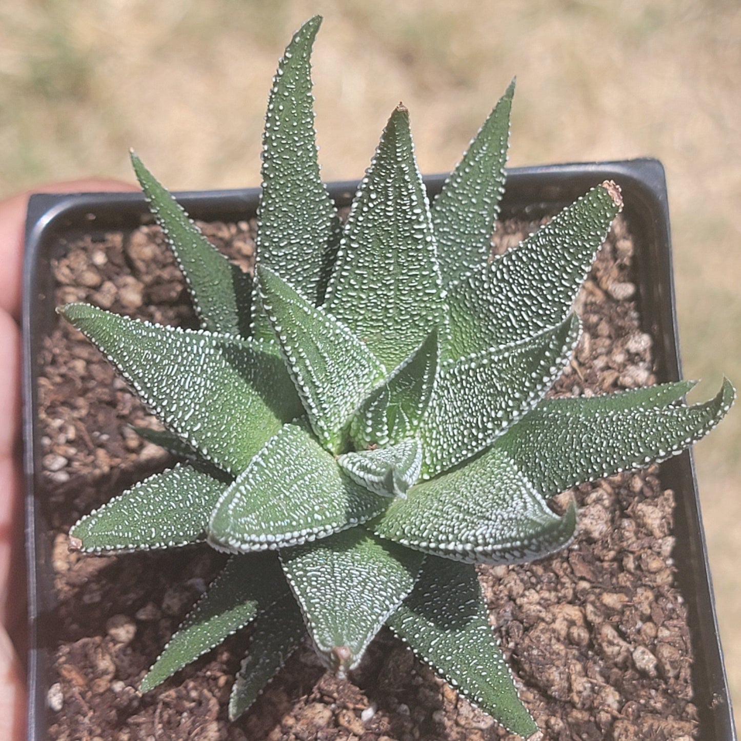 DesertScapeSucculent Succulent Single 4A Haworthia 'Attenuata' var Radula