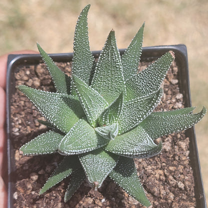 DesertScapeSucculent Succulent Single 4A Haworthia 'Attenuata' var Radula