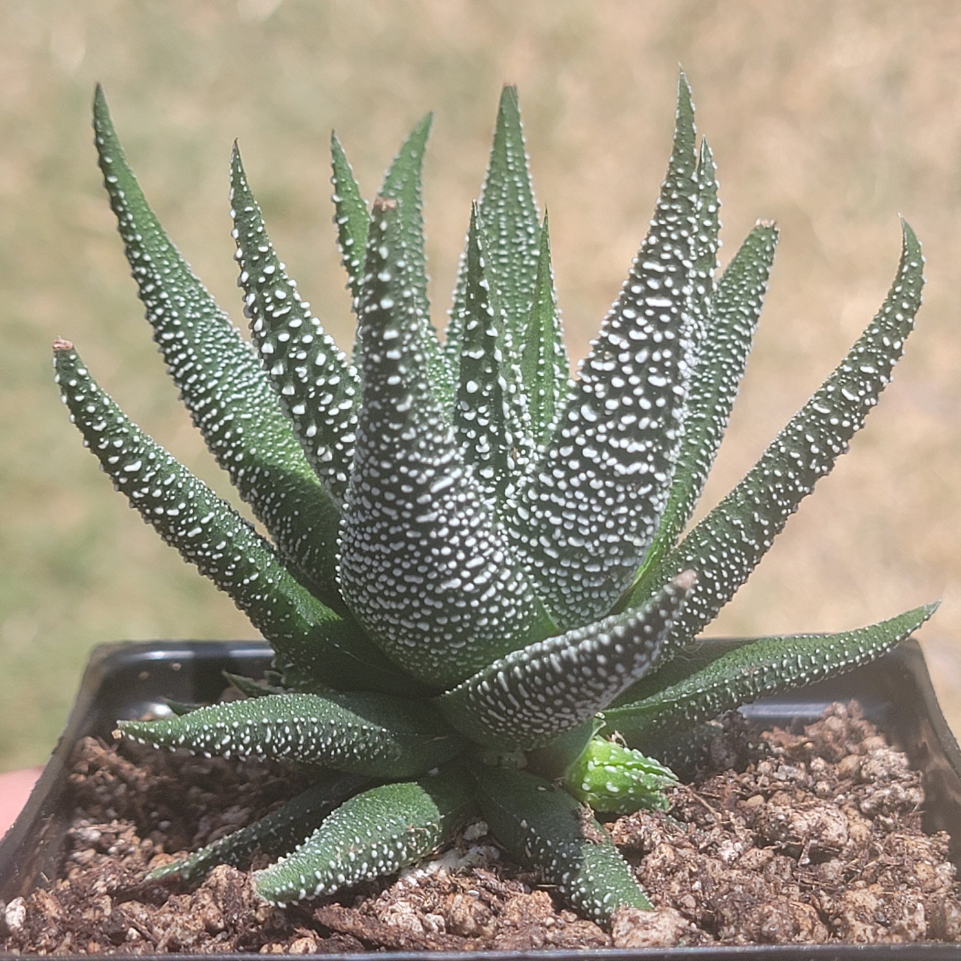 DesertScapeSucculent Succulent Single 4A Haworthia 'Attenuata' var Radula