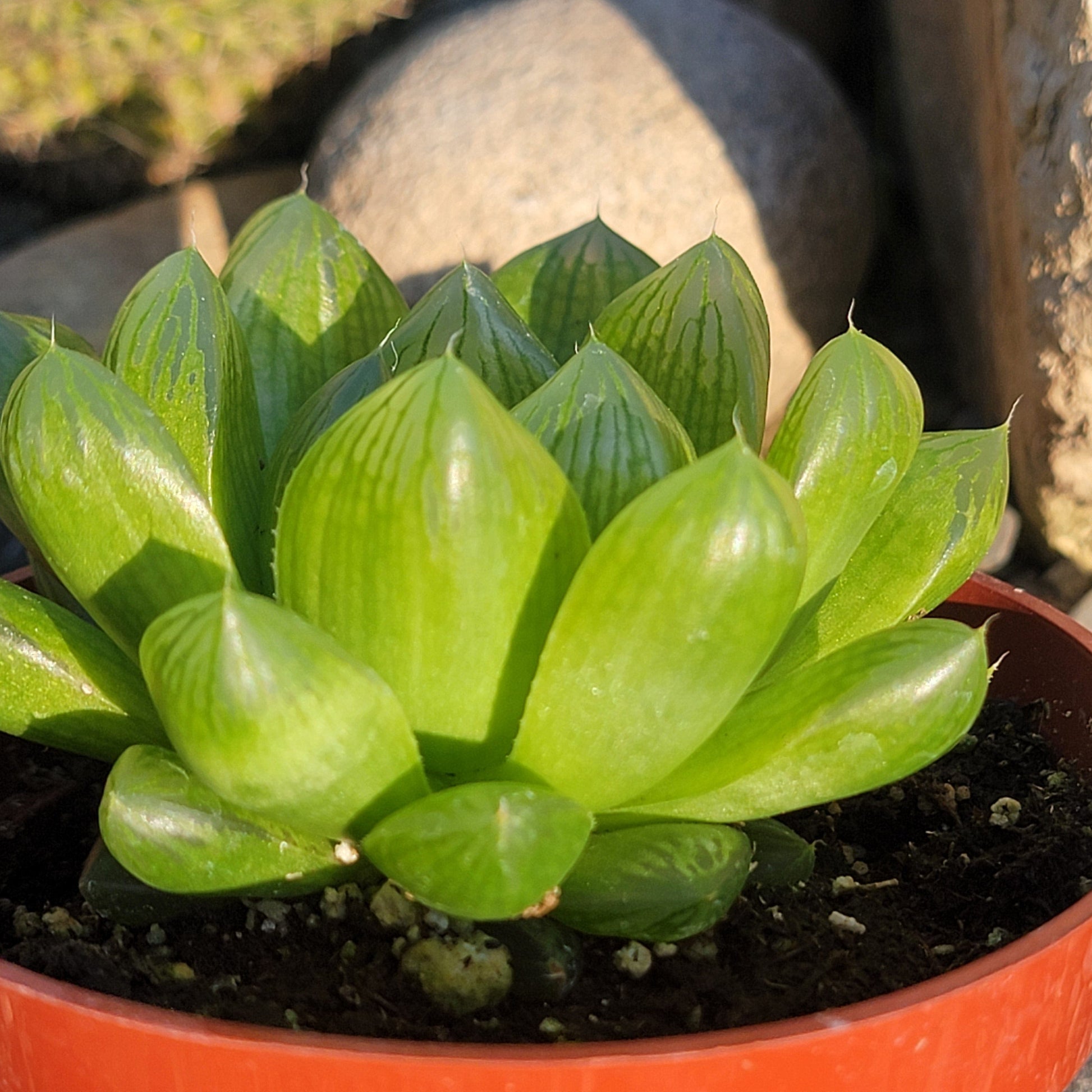 DesertScapeSucculent Succulent 4” Assorted Haworthia cuspidata ‘Star Window Plant’