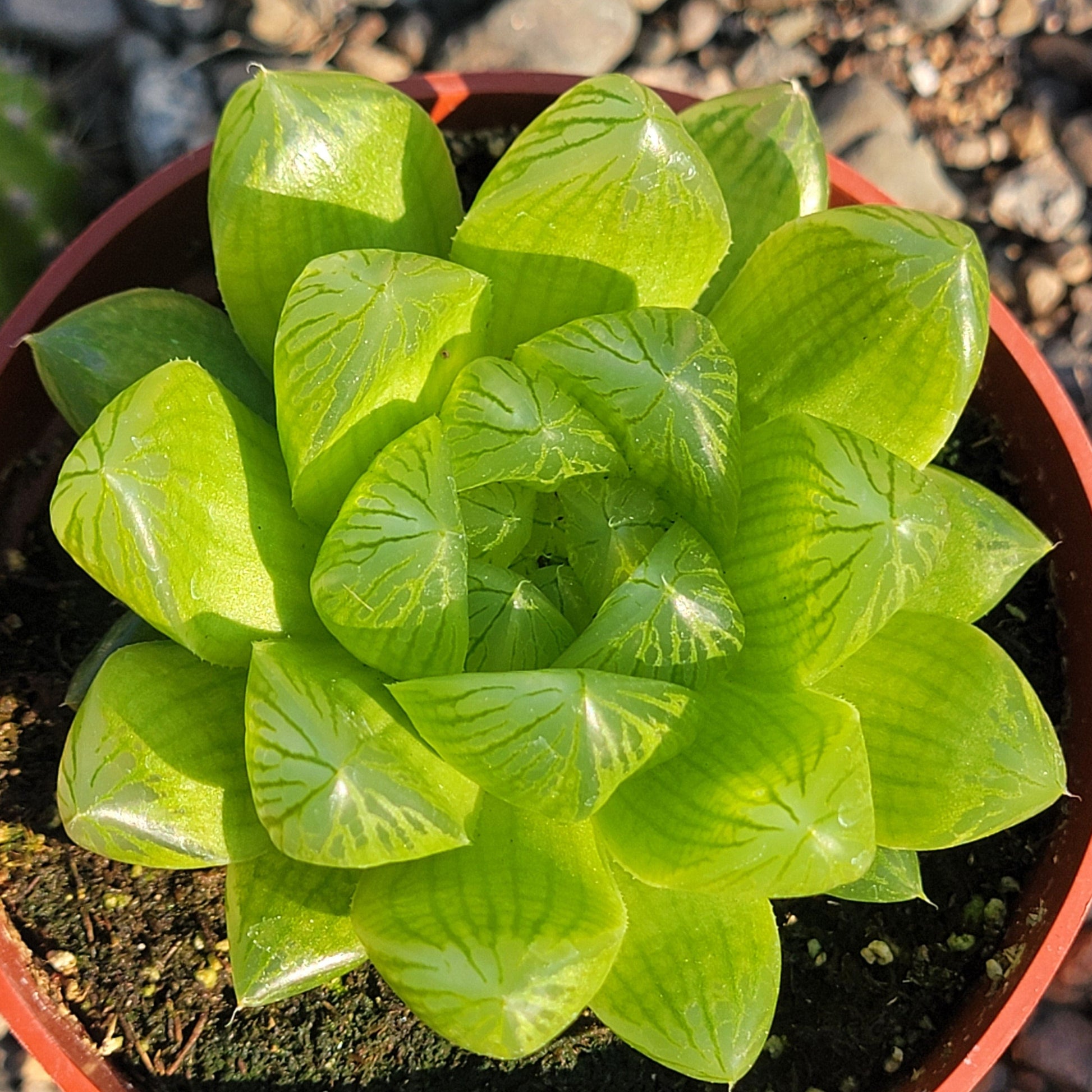 DesertScapeSucculent Succulent 4” Assorted Haworthia cuspidata ‘Star Window Plant’