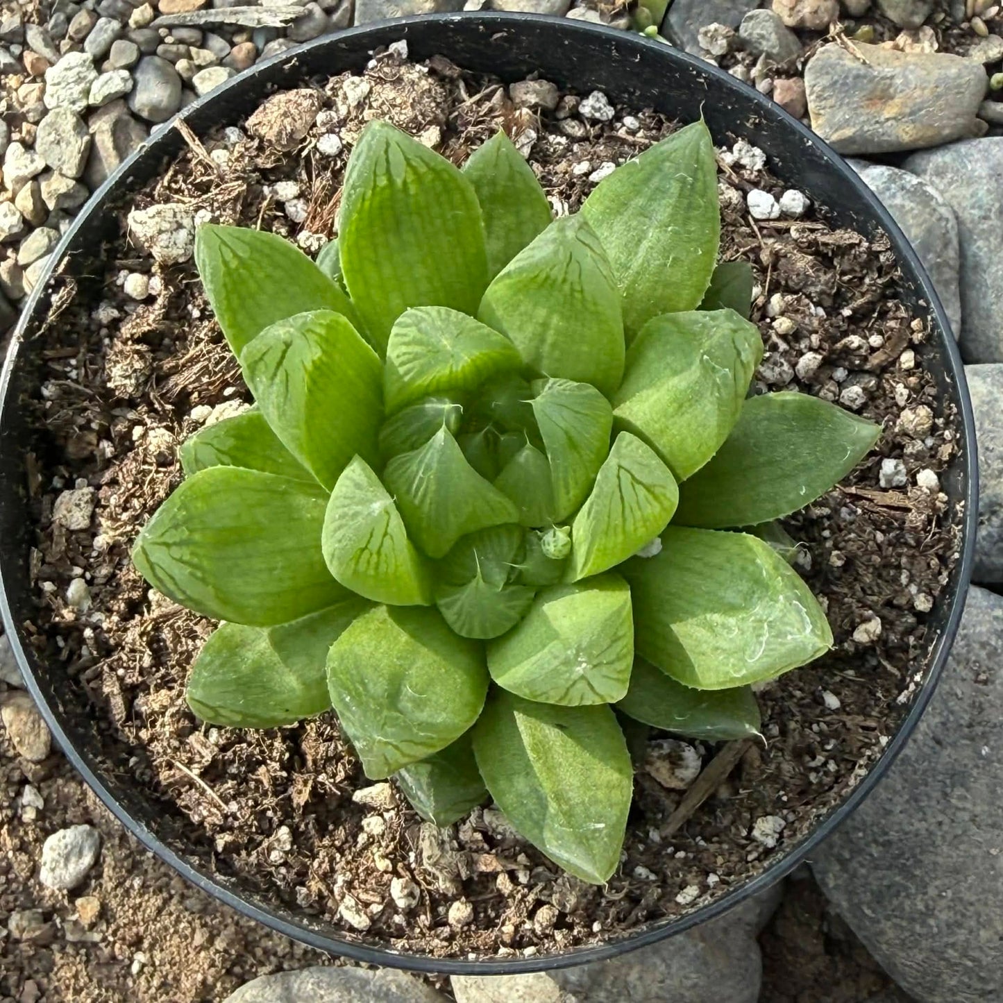 DesertScapeSucculent Succulent 4 Inch Assorted Haworthia cymbiformis