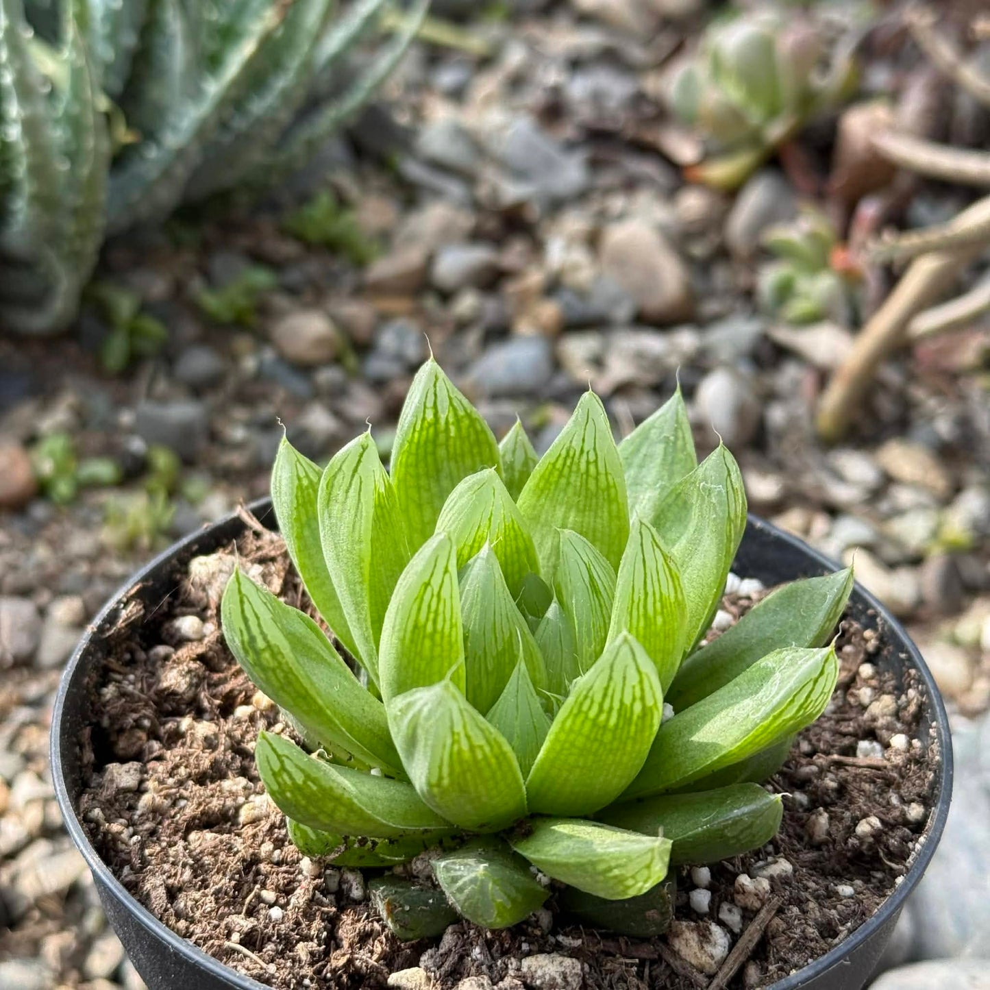 succulent plants haworthia Haworthia cymbiformis 'Cathedral Window Haworthia' 4 Inch Single