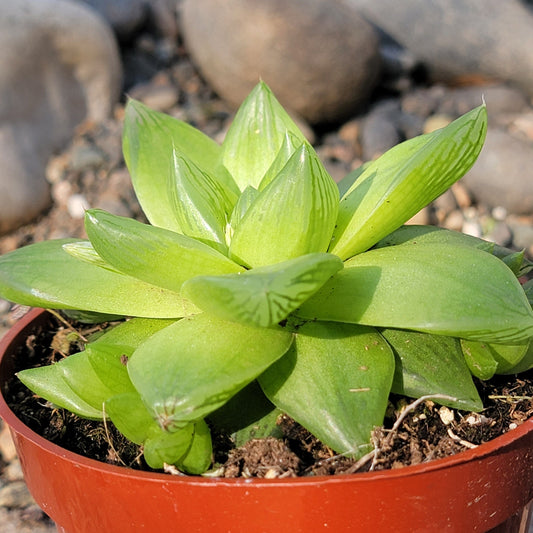 DesertScapeSucculent Succulent 4” Assorted Haworthia cymbiformis f. planifolia