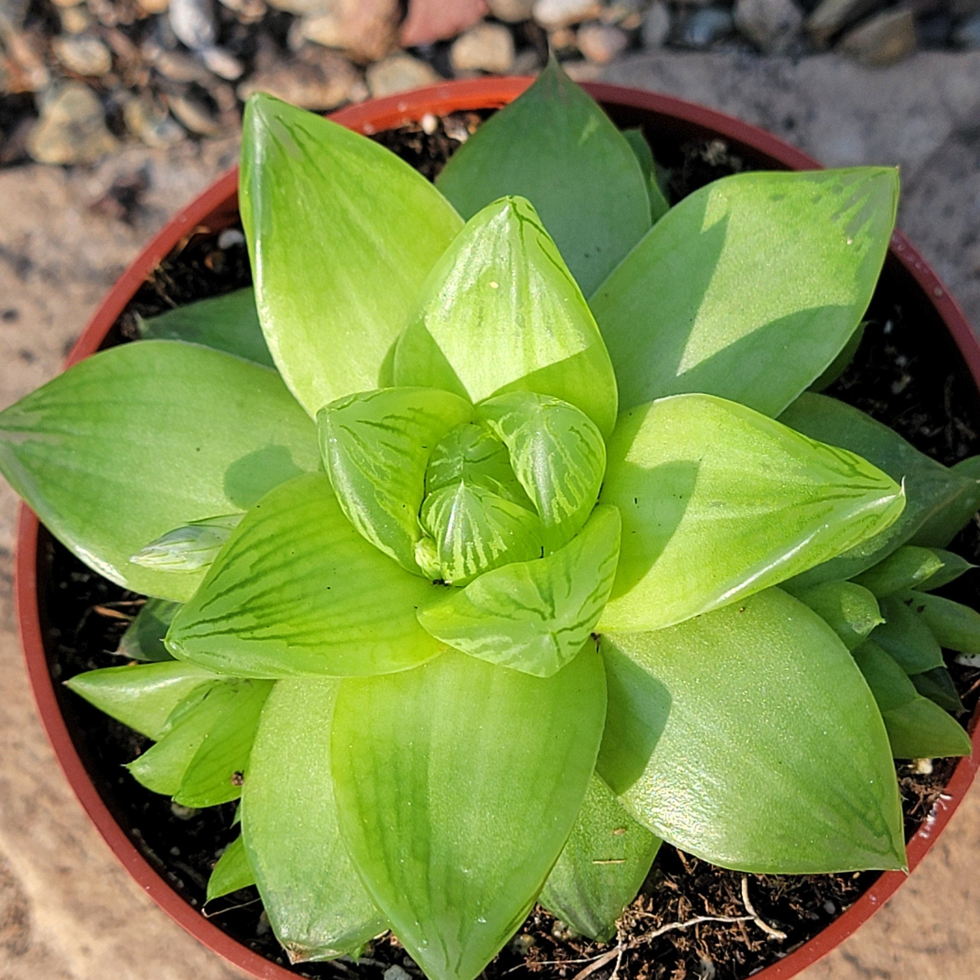succulent f Haworthia cymbiformis f. planifolia – DesertScapeSucculent