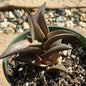 Haworthia 'Dragon Scale' - 4 Inch Assorted - Succulent - DesertScapeSucculent