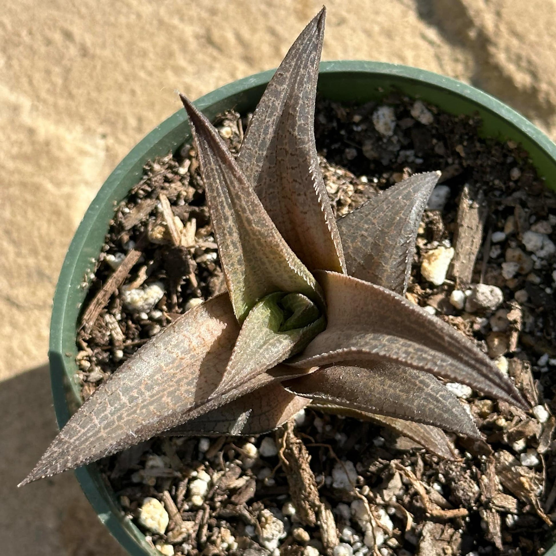 scale on succulent plants Haworthia 'Dragon Scale'