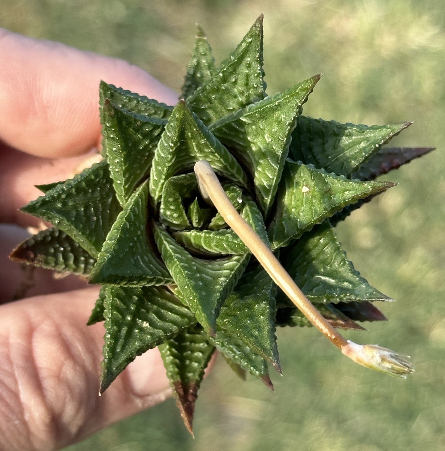 Haworthia 'Fairy Washboard'