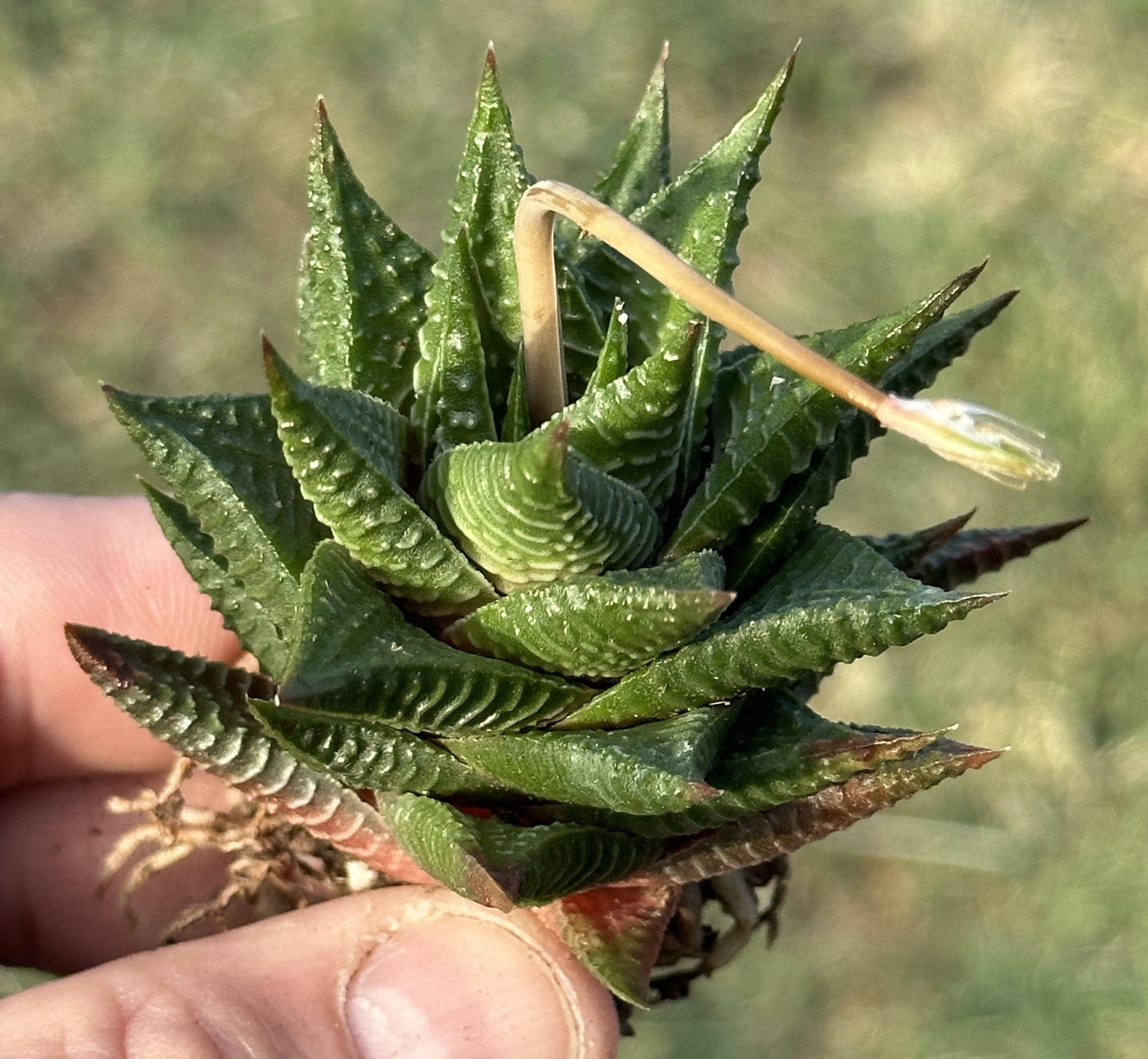 Haworthia 'Fairy Washboard'