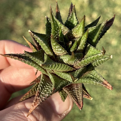 Haworthia 'Fairy Washboard'