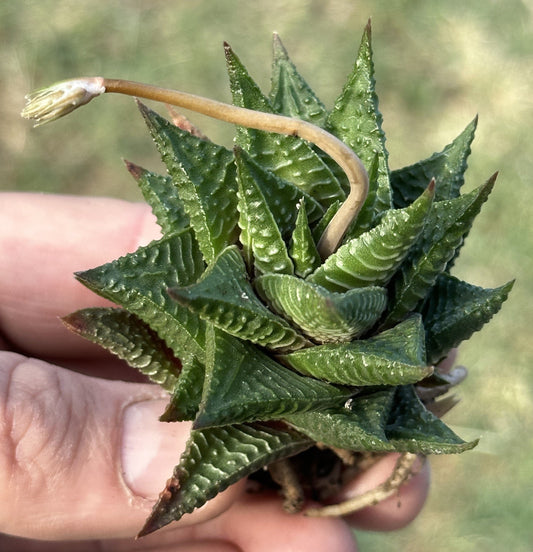 Haworthia 'Tabla de lavar de hadas'