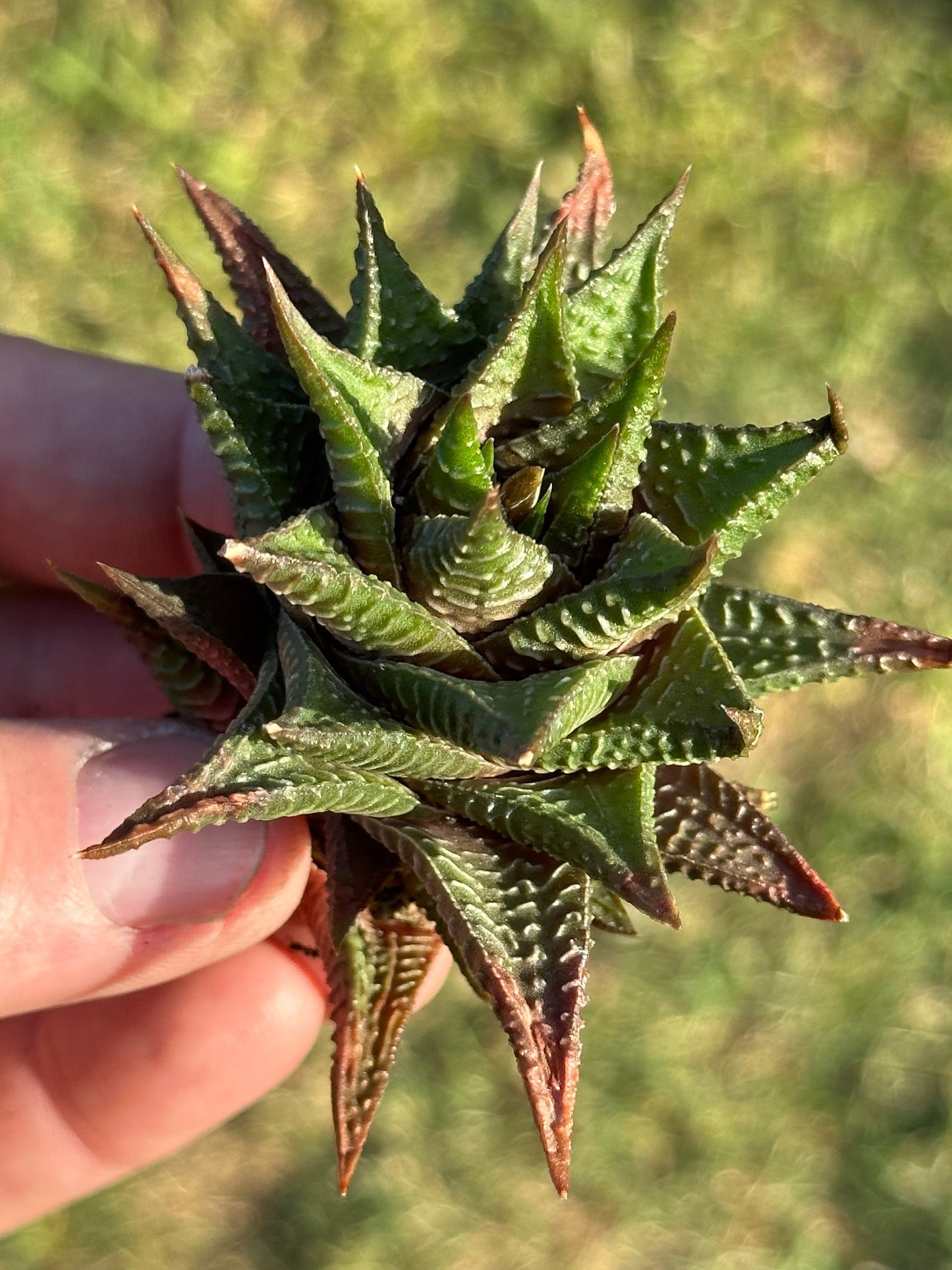 Haworthia 'Fairy Washboard'