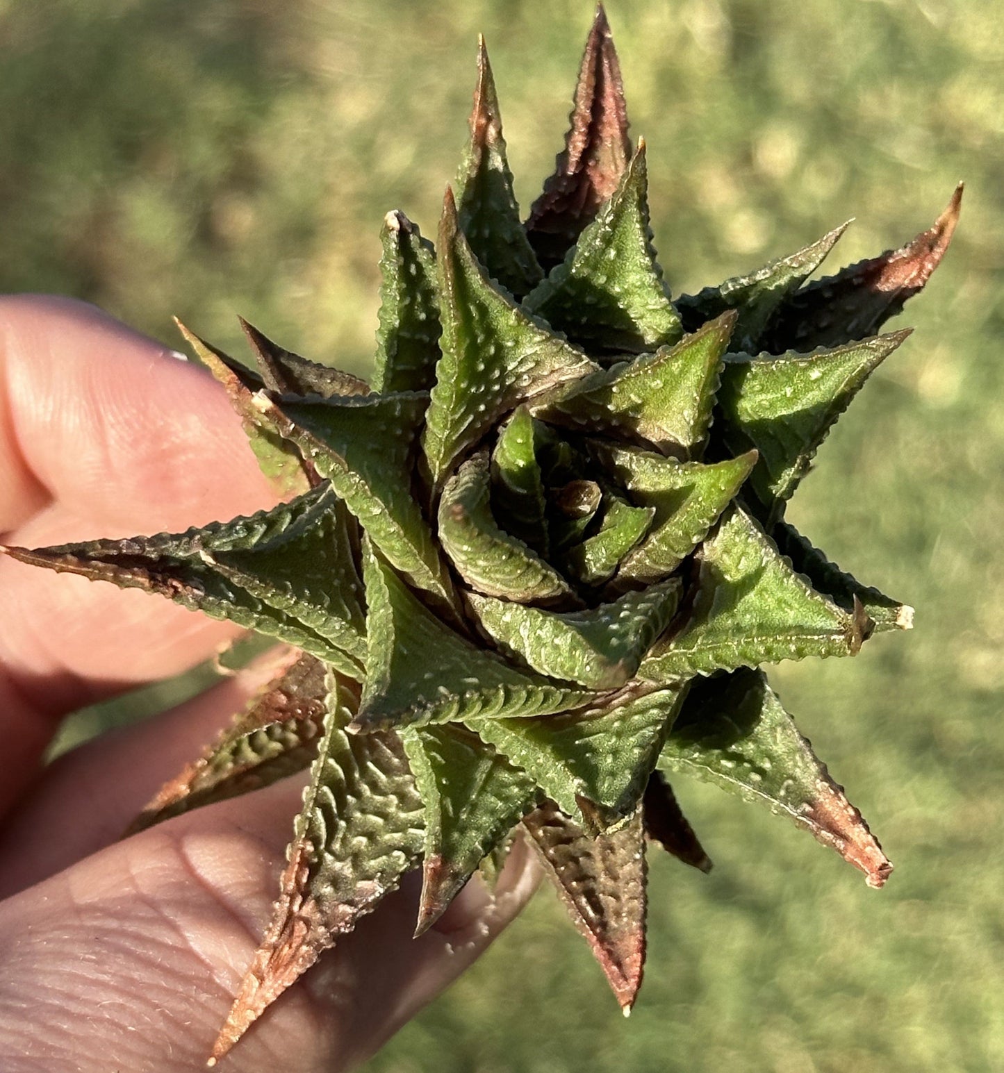 Haworthia 'Fairy Washboard'