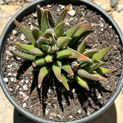 royal albert succulent Haworthia fasciata 'Royal Albert'