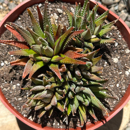 Haworthia fasciata 'Royal Albert' - 6 Inch Assorted - Succulent - DesertScapeSucculent