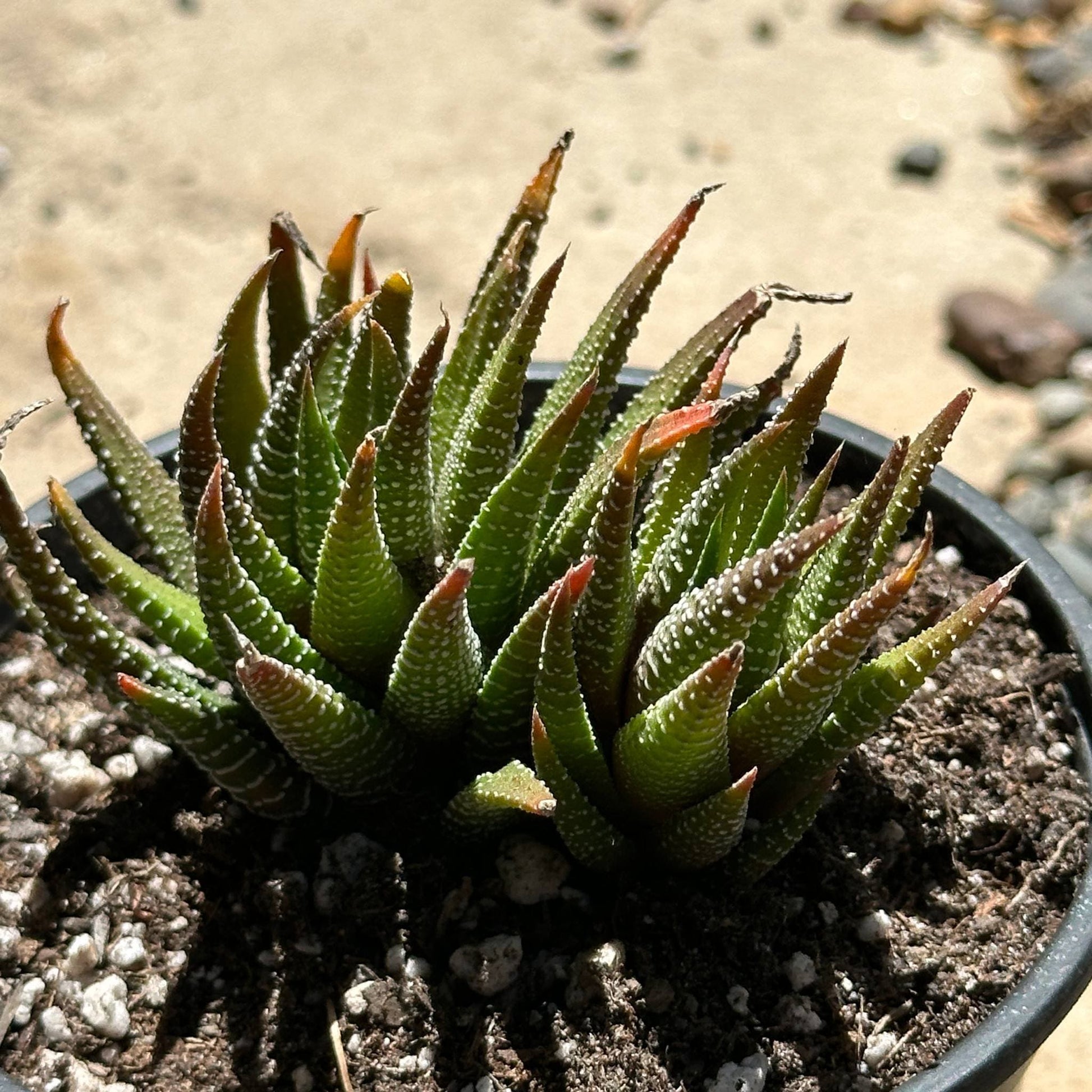zebra plant succulent soil Haworthia fasciata 'Royal Albert' – DesertScapeSucculent