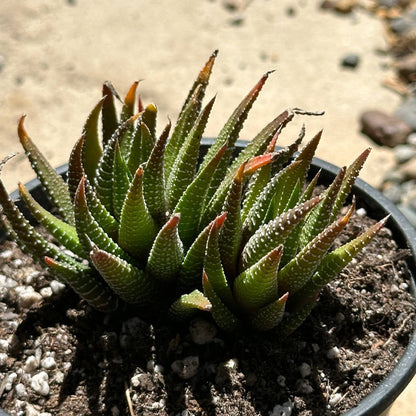 Haworthia fasciata 'Royal Albert' - 4 Inch Assorted - Succulent - DesertScapeSucculent