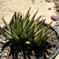 Haworthia fasciata 'Royal Albert' - 4 Inch Assorted - Succulent - DesertScapeSucculent