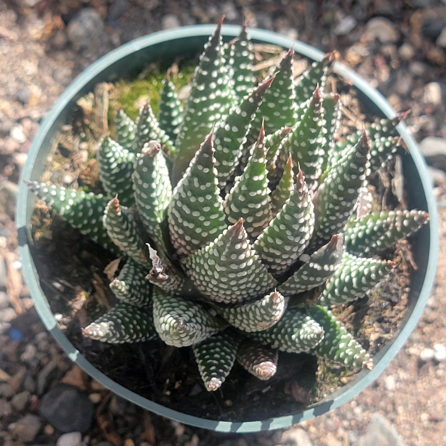 DesertScapeSucculent Succulent 4" Assorted Haworthia fasciata 'Royal Albert'