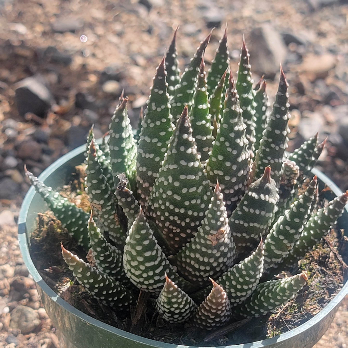 DesertScapeSucculent Succulent 4" Assorted Haworthia fasciata 'Royal Albert'