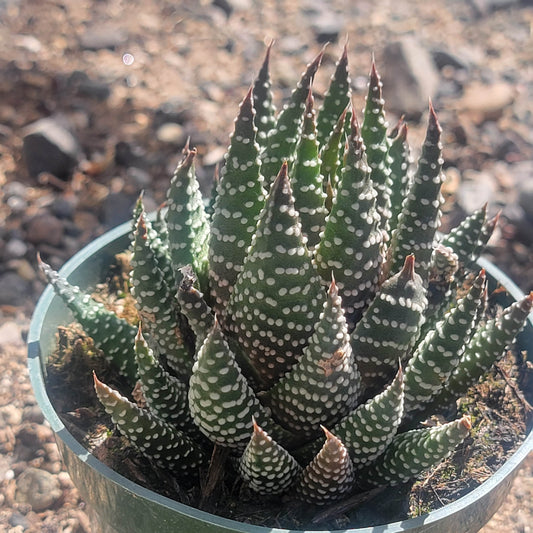 Haworthia fasciata 'Royal Albert'