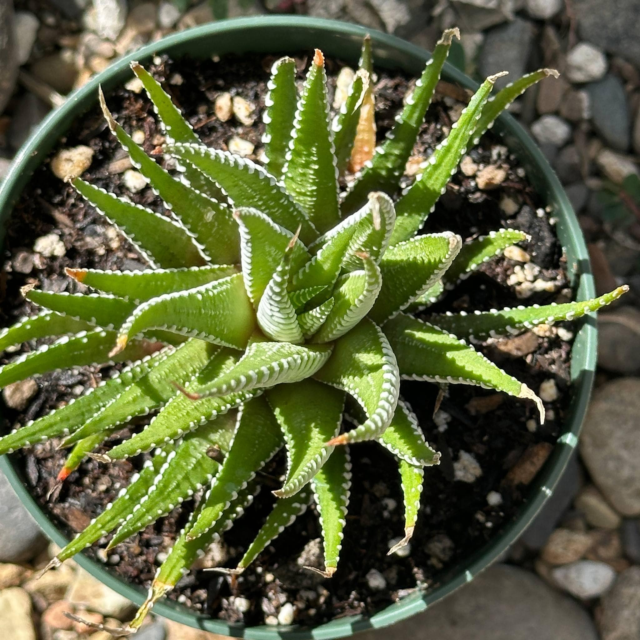 Haworthia Fasciata 'Zebra Plant' – DesertScapeSucculent