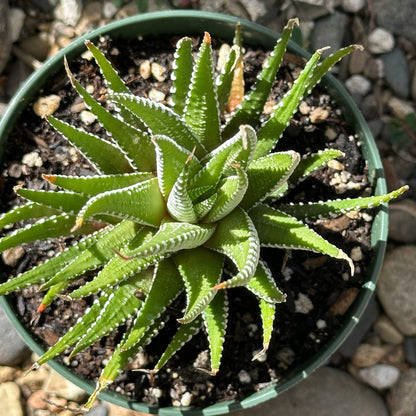 Haworthia Fasciata ‘Zebra Plant’ - 4 Inch Assorted - Succulent - DesertScapeSucculent