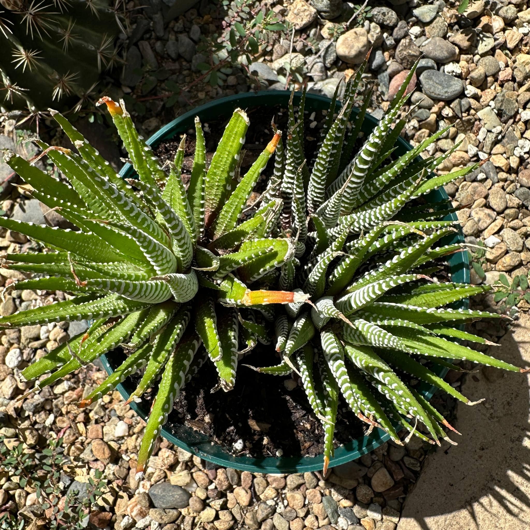 Haworthia Fasciata 'Zebra Plant' – DesertScapeSucculent
