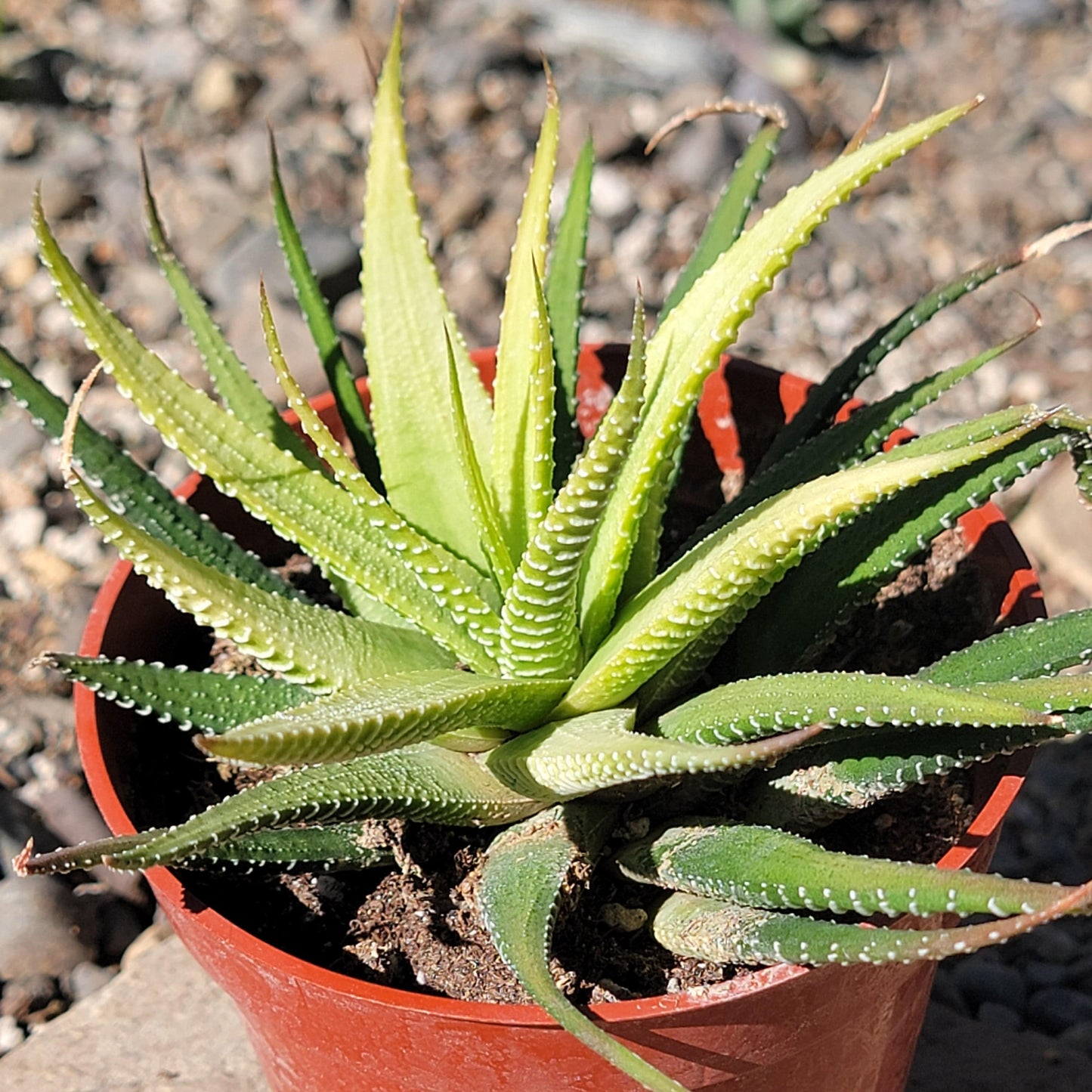 succulent plants zebra Haworthia Fasciata 'Zebra Plant' Var – DesertScapeSucculent