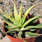 Haworthia Fasciata ‘Zebra Plant’ Var - 4 Inch Assorted - Succulent - DesertScapeSucculent