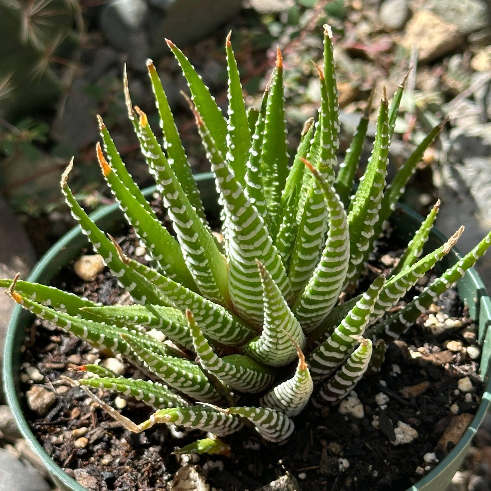 zebra looking succulent Haworthia Fasciata 'Zebra Plant' – DesertScapeSucculent