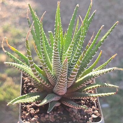 Haworthia Fasciata ‘Zebra Plant’