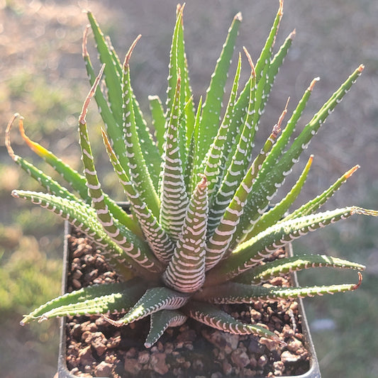 Haworthia Fasciata 'Plante Zèbre'