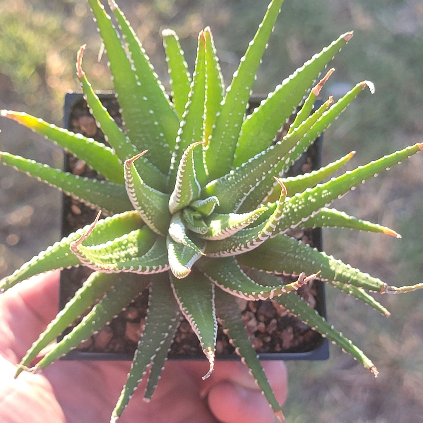 Haworthia Fasciata ‘Zebra Plant’