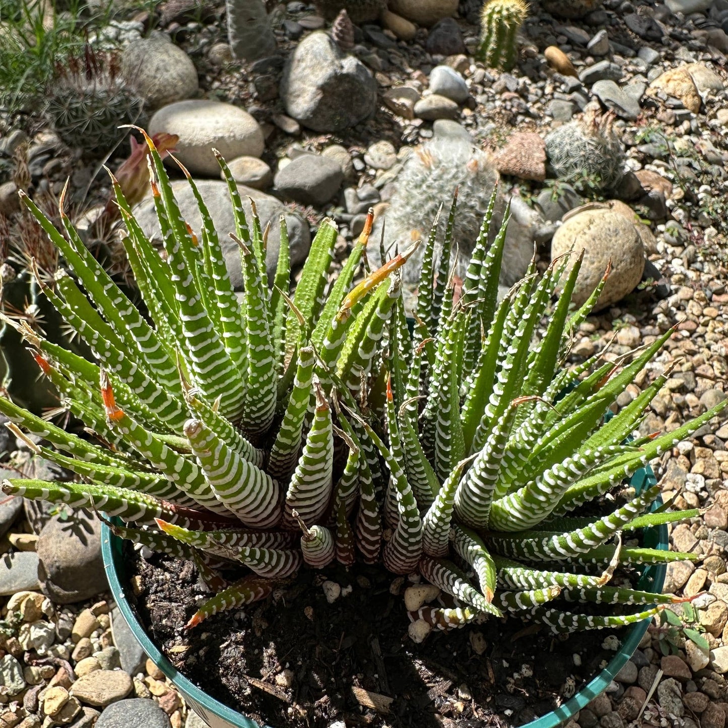 Haworthia Fasciata ‘Zebra Plant’ - 6 Inch Assorted - Succulent - DesertScapeSucculent
