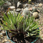 Haworthia Fasciata ‘Zebra Plant’ - 6 Inch Assorted - Succulent - DesertScapeSucculent
