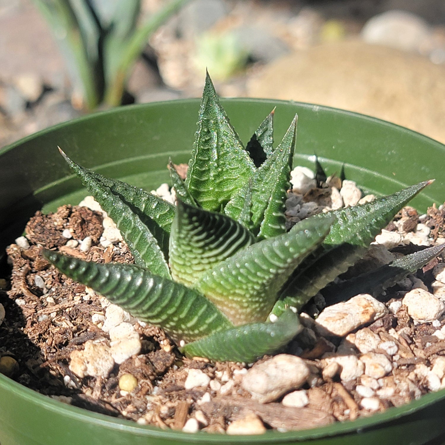 DesertScapeSucculent Succulent 4" Assorted Haworthia limifolia f. variegata 'Variegated Fairy Washboard'