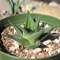 Haworthia limifolia f. variegata 'Variegated Fairy Washboard' - 4 Inch Assorted - Succulent - DesertScapeSucculent
