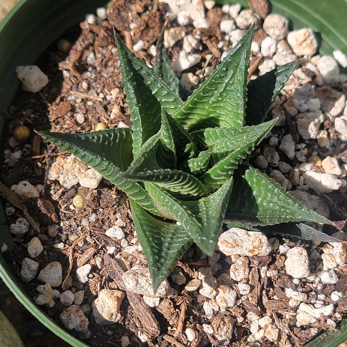 Haworthia limifolia f. variegata 'Variegated Fairy Washboard'