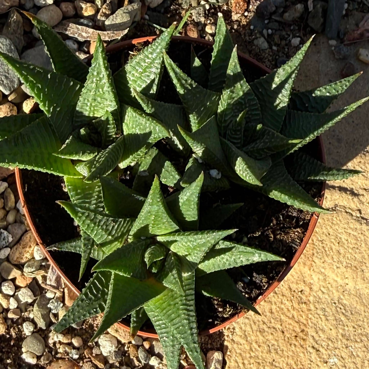 Haworthia limifolia 'Fairy Washboard' - 4 Inch - Succulent - DesertScapeSucculent