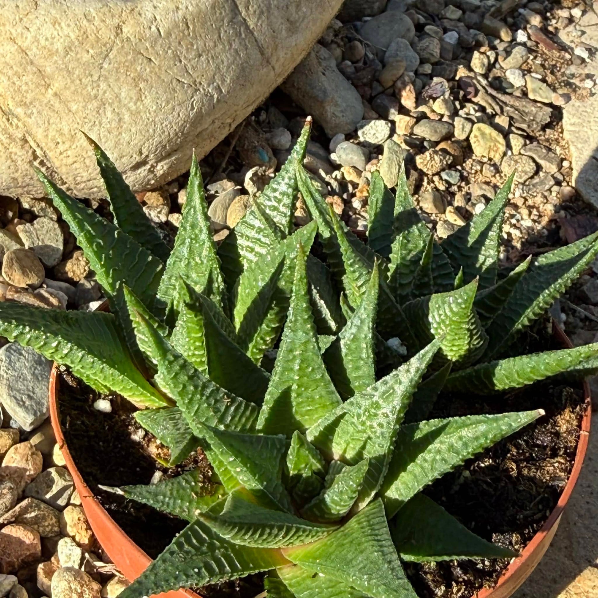 fairy washboard succulent Haworthia limifolia 'Fairy Washboard'