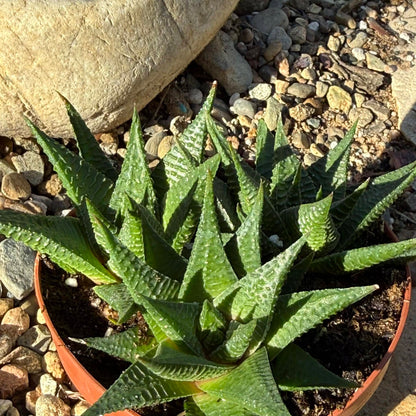 Haworthia limifolia 'Fairy Washboard' - 4 Inch - Succulent - DesertScapeSucculent